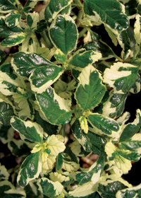 Ceanothus griseus var. horizontalis 'Silver Surprise'